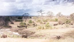 2013-10-01 Heldagstur til Kruger Nationalpark