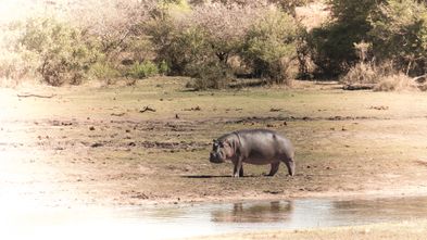 2013-10-03 Heldagstur til Kruger Nationalpark