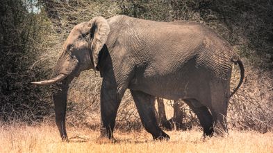 2013-10-03 Heldagstur til Kruger Nationalpark